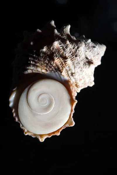 Sea shell — Stockfoto