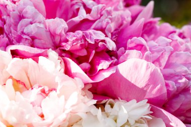 Şakayık sürüsü.