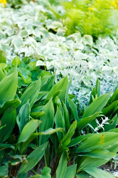 Jardin d'été Fleurs — Photo