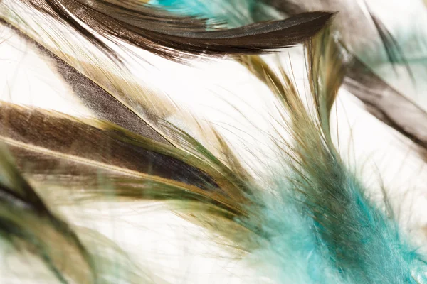 Color feathers — Stock Photo, Image