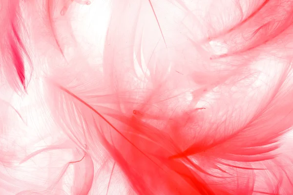 Color feathers — Stock Photo, Image