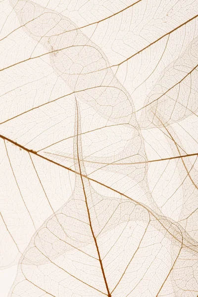 Листья текстуры — стоковое фото