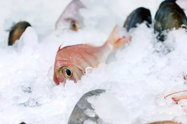 Vissen op ijs — Stockfoto