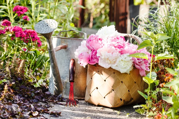 Peonie nel cestino — Foto Stock