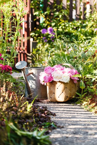 Peonie nel cestino — Foto Stock