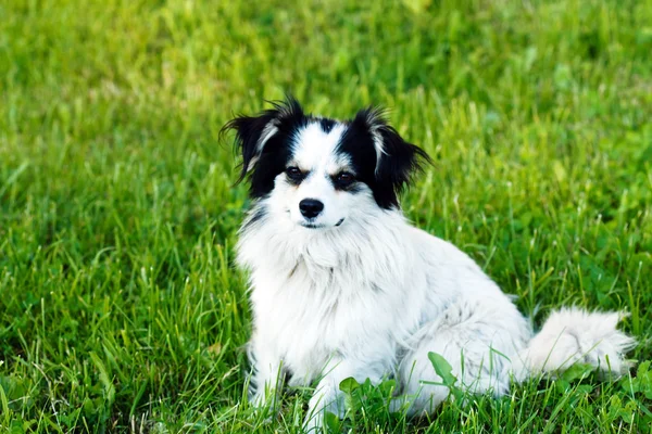 Bel cane sul campo — Foto Stock