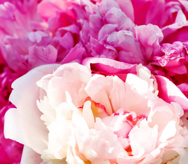 Zengin peonies demet — Stok fotoğraf