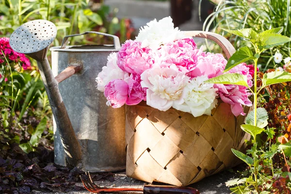 Peonie nel cestino — Foto Stock