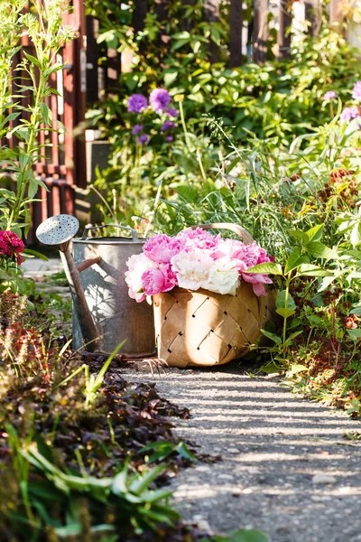 Peonies στο καλάθι — Φωτογραφία Αρχείου