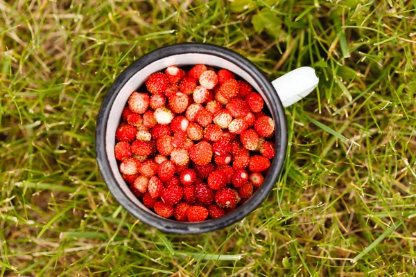 Wild strawberries — Stock Photo, Image