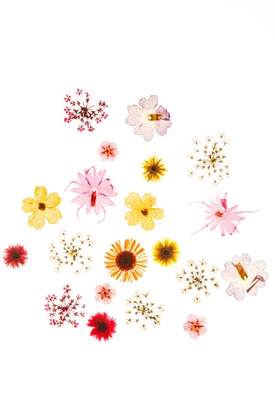 Flores de verão — Fotografia de Stock