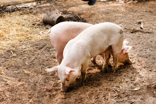 Kleine Schweine — Stockfoto