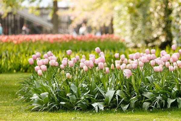 Zahrada s tulipány — Stock fotografie