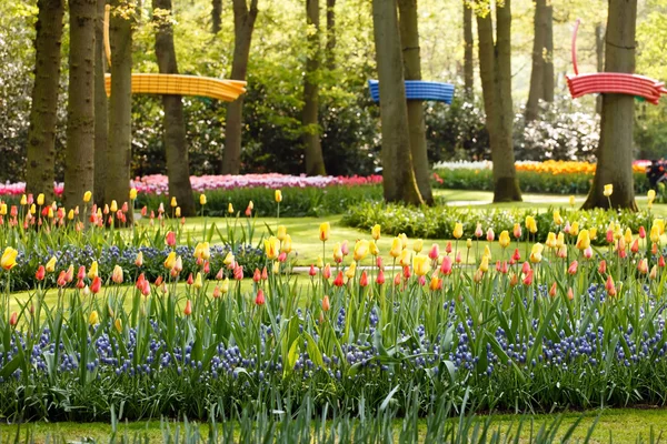 Garden with tulips — Stock Photo, Image