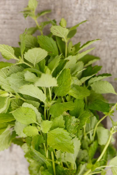 Mint foliage — Stock Photo, Image