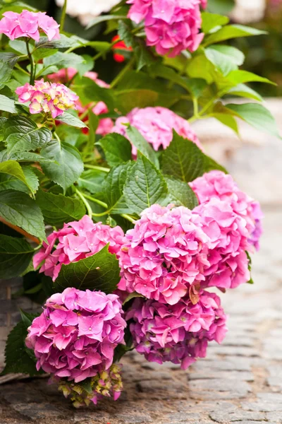 Hydrangea blommor — Stockfoto