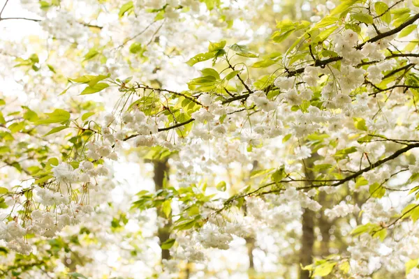 Wiosną drzewa — Zdjęcie stockowe
