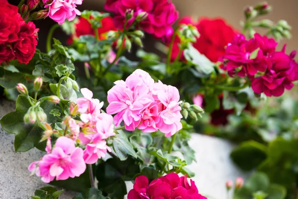 Nice geranium — Stock Photo, Image