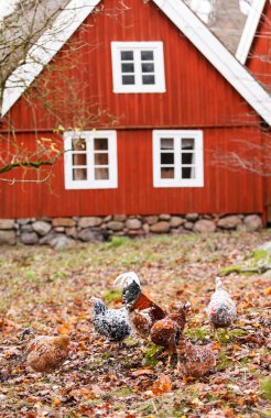 Chickens on farm clipart