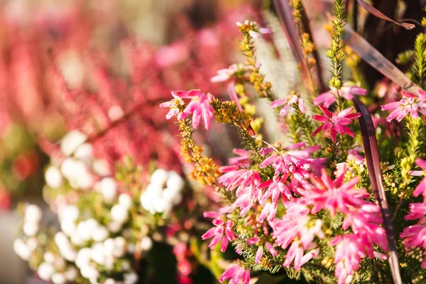 秋の植物 — ストック写真