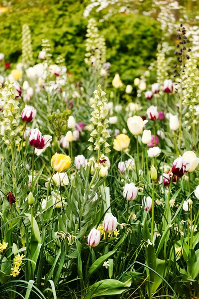 Jardín sping — Foto de Stock