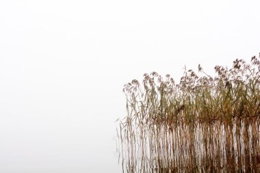 tohumlu reed saplarını