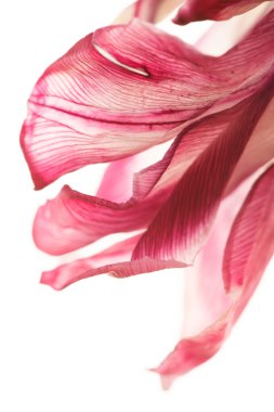 Kırmızı lale çiçekleri