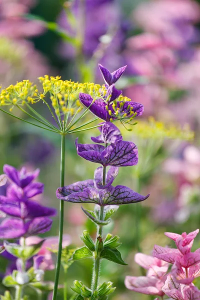 Blålila blommor — Stockfoto