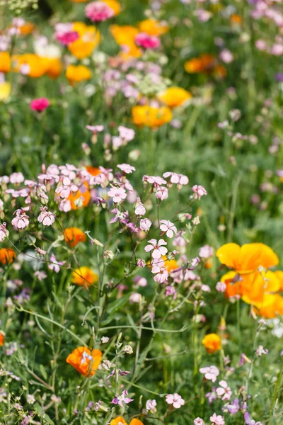 Field of flowers — Stock Photo, Image