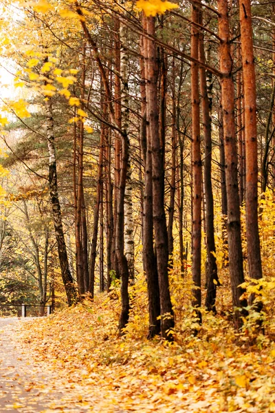 Autumn park — Stock Photo, Image