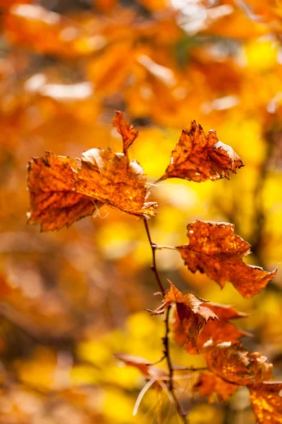 黄色の紅葉 — ストック写真