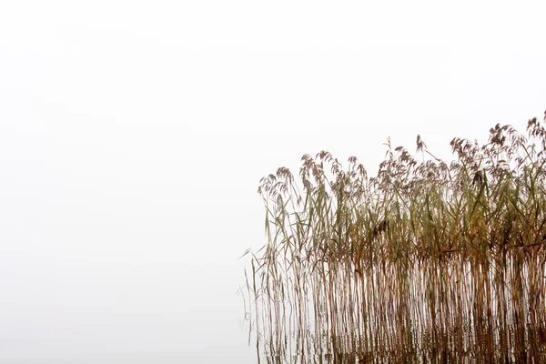 Ošumělé reed stonky — Stock fotografie