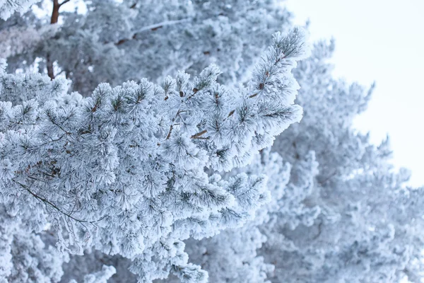 Grenar täckta med rimfrost — Stockfoto