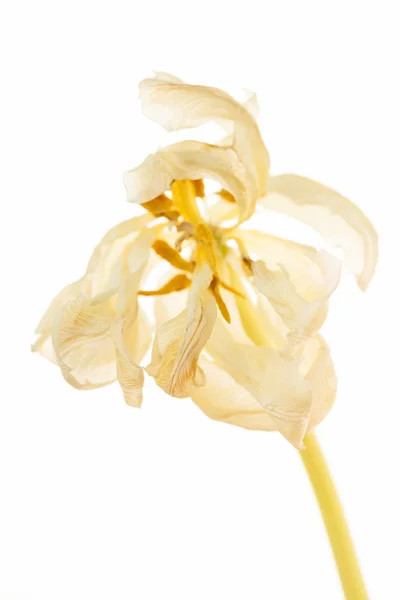Сухой тюльпан — стоковое фото