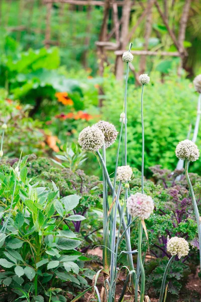 Herbs in the garden — Stock Photo, Image