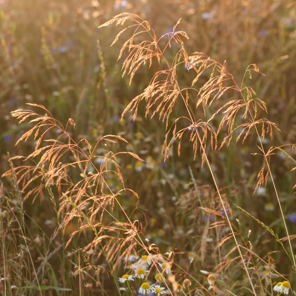 Letní byliny — Stock fotografie