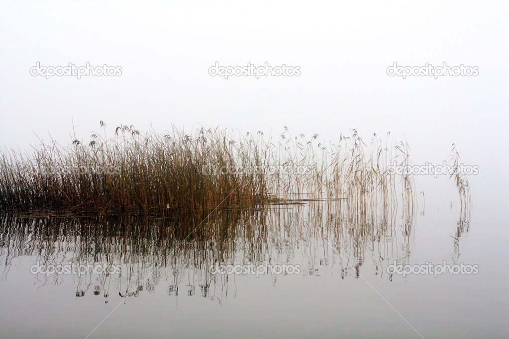 Seedy reed stalks