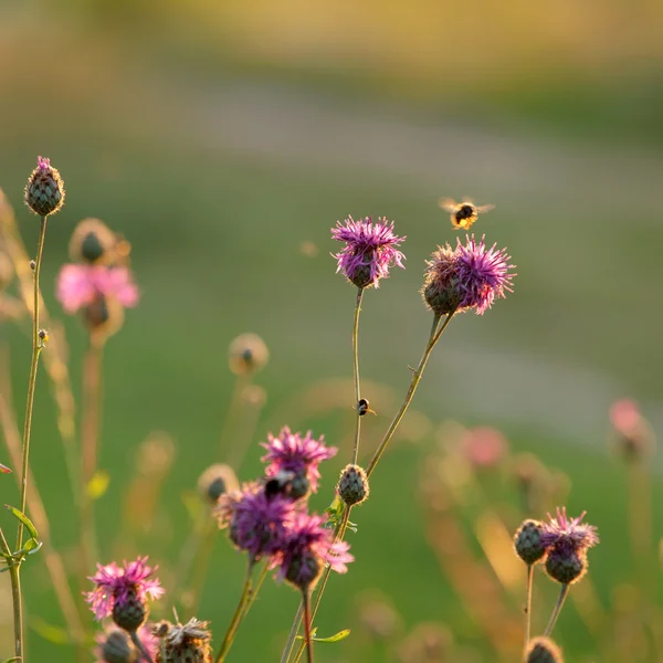 Summer field — Stock Photo, Image