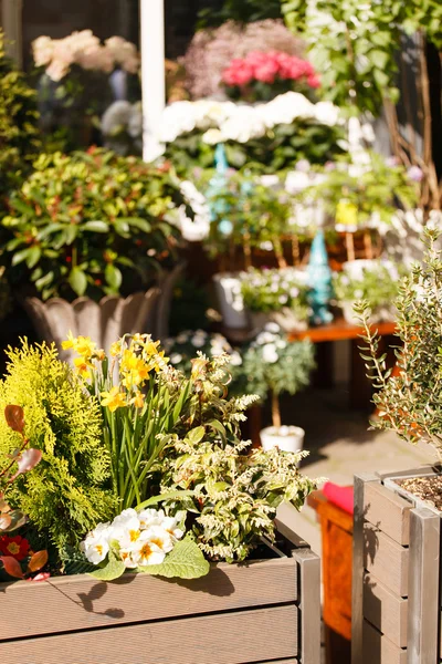 Beautiful flowers in pots — Stock Photo, Image