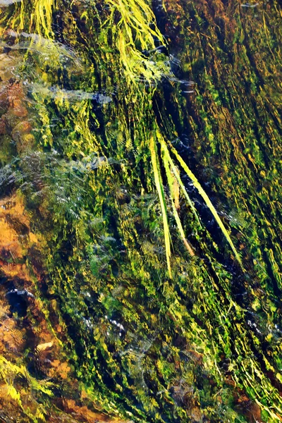 Algae in river — Stock Photo, Image