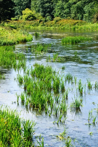 Glony w rzece — Zdjęcie stockowe