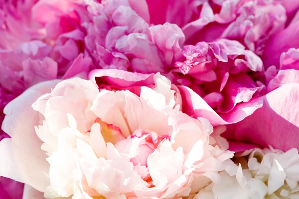 Branco di peonie — Foto Stock