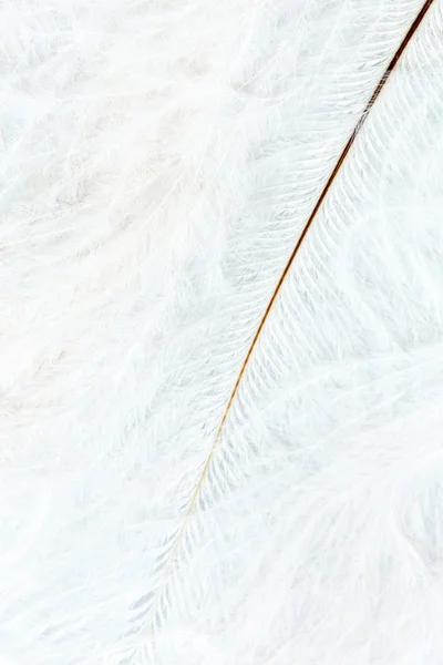 색 깃털 — 스톡 사진