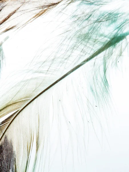 Color feathers — Stock Photo, Image