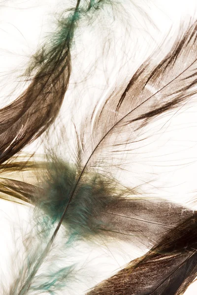 Color feathers — Stock Photo, Image