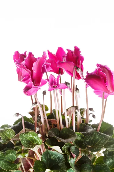 Rosa Cyclamen in einem Blumentopf — Stockfoto