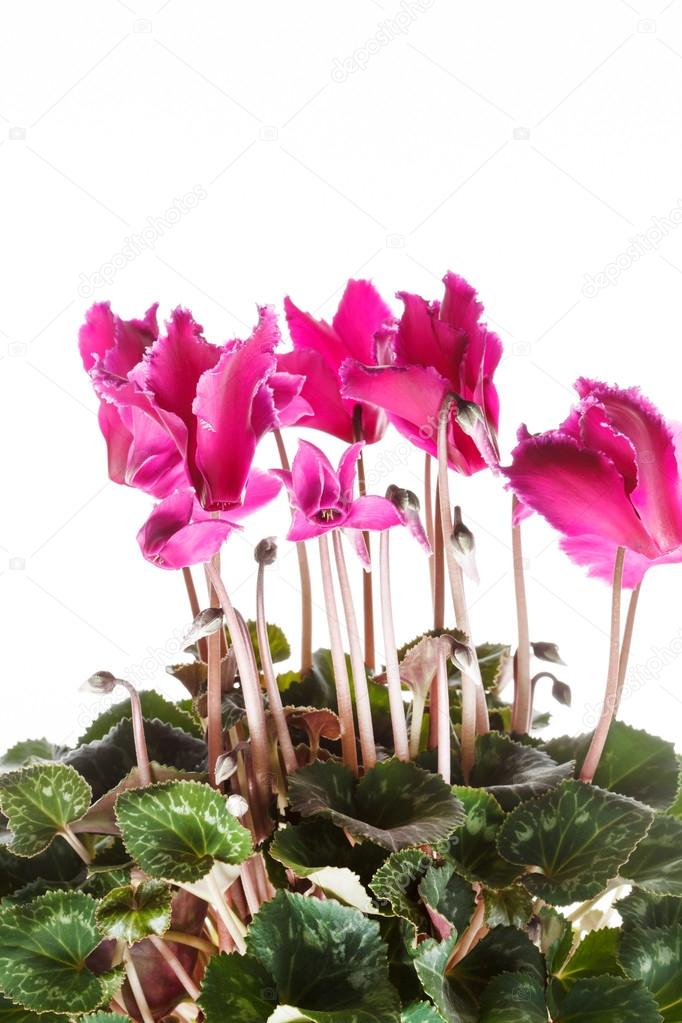 Ciclame rosa em um vaso de flores fotos, imagens de © Shebeko #50000505