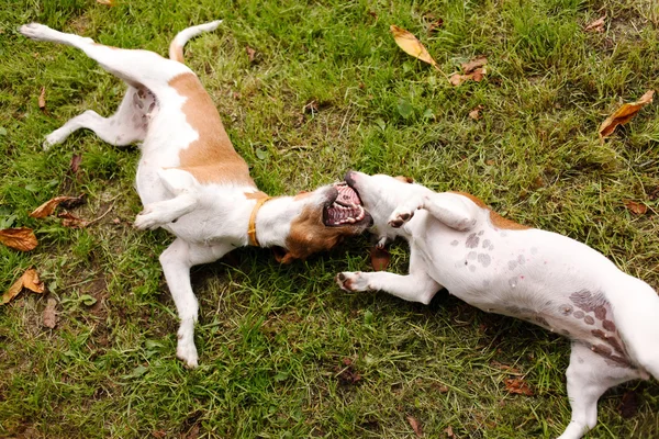 Honden wandelen — Stockfoto