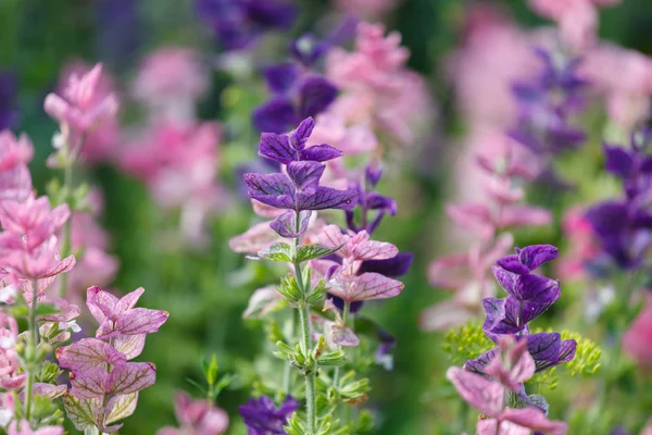 Purple flowers — Stock Photo, Image