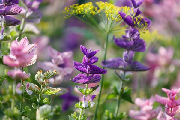 Purple flowers — Stock Photo, Image